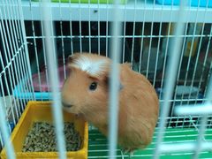 -中环花鸟鱼虫市场