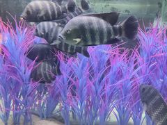 -洛阳龙门海洋馆