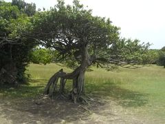-鹅銮鼻公园