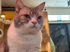 -平行世界·猫咖(首经贸店)