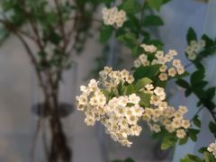 -花未央花店·WEYOUNG