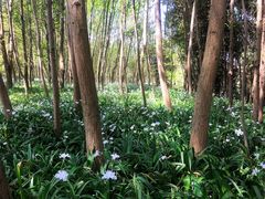 -桤木河湿地公园