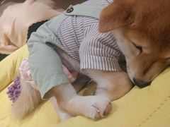 -逗柴咖啡屋·狗咖猫咖宠物桌游