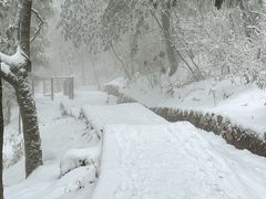 -天目山大树王景区