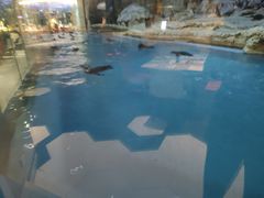 -帝企鹅自助餐厅•儿童岛•真企鹅(长隆企鹅酒店)