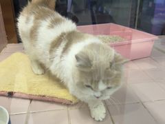 -FAELING PETS美天灵宠物(富力广场店)