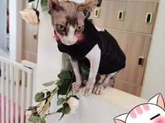 -猫在这儿猫咪咖啡馆·撸猫馆