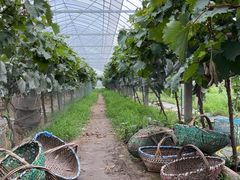 -马陆小张葡萄园农家乐