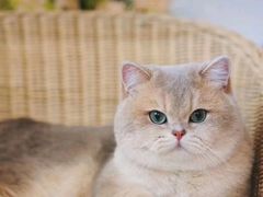 -Bastet sally猫舍购宠(静安店)