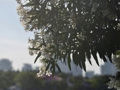 -黄兴公园