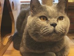 -more than meow吴止猫主题餐厅(承德 中船汇店)