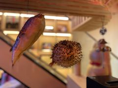 -明治屋(二十三年洪化桥店)