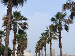 -金沙湖公园