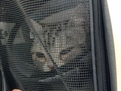 -宠颐生猫科·内科皮肤科(西平世纪城店)