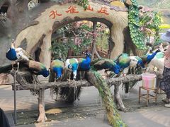 -西双版纳原始森林公园