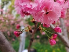 -高东镇樱花园