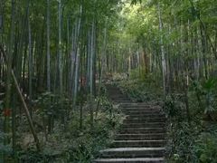 -镇江市南山风景名胜区竹林景区