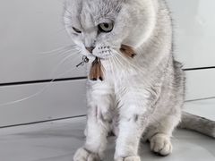 -派美特宠物医院·核磁CT·骨科肿瘤·疑难转诊(沈农禾丰店)