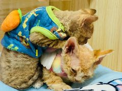 -momokira米努特·德文卷毛猫·棉花面纱犬