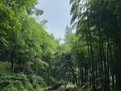 -莫干山风景区