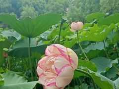 -陈家山荷花公园