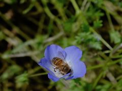 -春花秋色城市公园