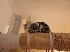 -猫友咖啡店(玉林西路店)