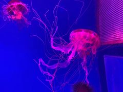 -芜湖新华联大白鲸海洋公园