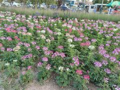 -上海滨江森林公园