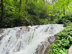 -莫里热带雨林景区