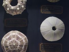 -浙江自然博物院(杭州馆)