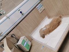 -北京观赏动物医院·24小时大型综合·猫专科·异宠专科