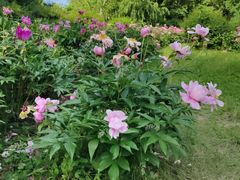 -黑龙江省森林植物园