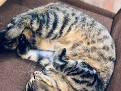 -猫的天空之城概念书店(杭州南宋御街店)