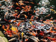 -南宫五洲植物乐园