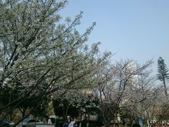 android_upload_pic-西北湖绿化广场