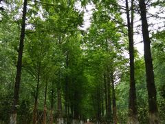 -合肥滨湖国家森林公园