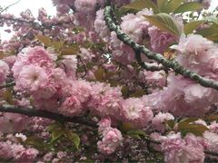 iphone_upload_pic-中科大东区东苑餐厅(天使路店)