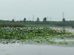 -池杉湖湿地公园
