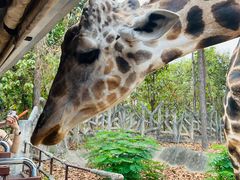 -清迈夜间动物园