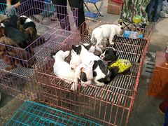 -中环花鸟鱼虫市场