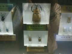 -上海昆虫博物馆