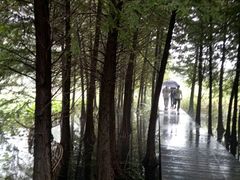 -溱湖国家湿地公园