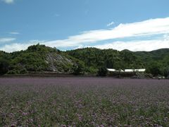 景点-紫海香堤香草艺术庄园