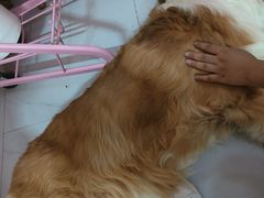-我爱猫咪·猫咖·狗咖·安哥拉兔·羊驼咖(小寨华旗店)