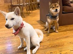 -柴务处·柴犬主题狗咖