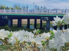 -羊亭河湿地公园