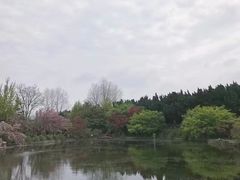 -嘉定紫藤园