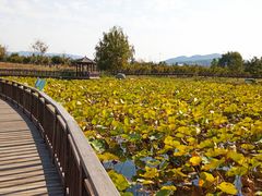 -羊亭河湿地公园