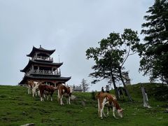 -老秃顶草原景区